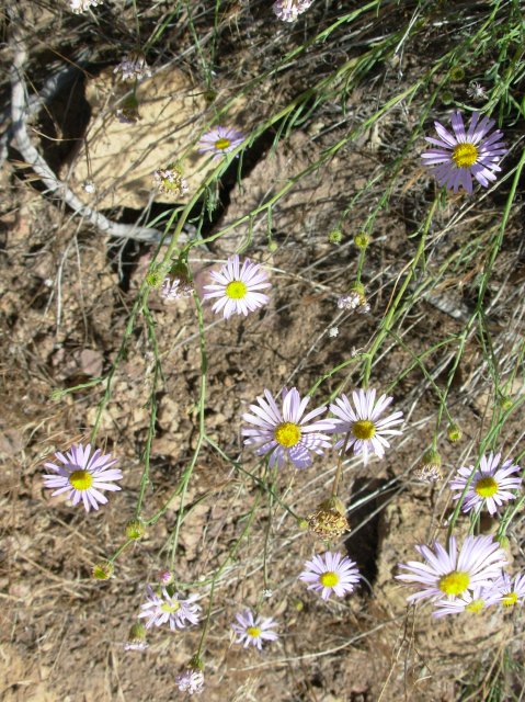 Summer '06 Sunriver 436 